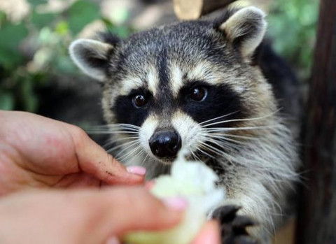 В России могут ужесточить наказание за живодерство