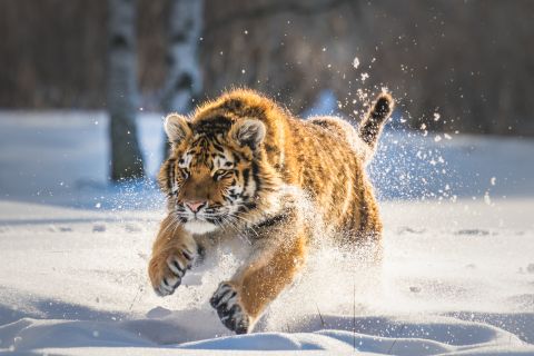 Нелегальный скотомогильник в приморском селе ликвидировали, но конфликтную ситуацию с тигром не решили