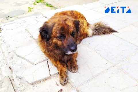 Нападение собаки на девочку расследует полиция Приморья
