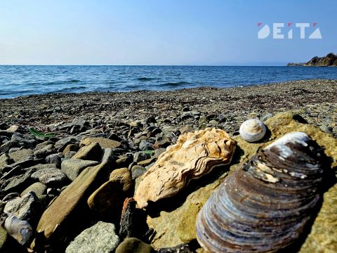 Миссия - Шумшу: зачем Трутнев и Кириенко приехали на Курилы