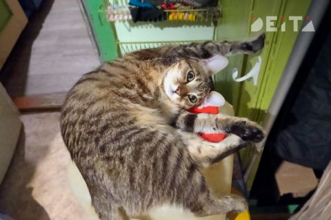 Контрафакт и токсичные игрушки: в Госдуме предложили новые меры защиты питомцев