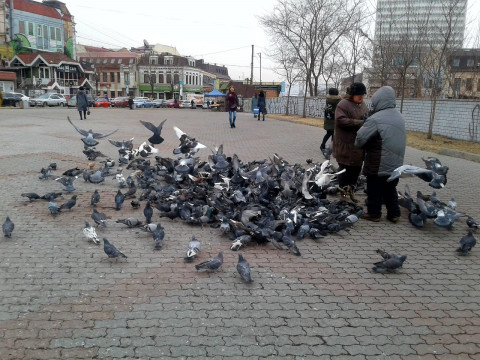 Тепло, но ветрено будет во Владивостоке в четверг