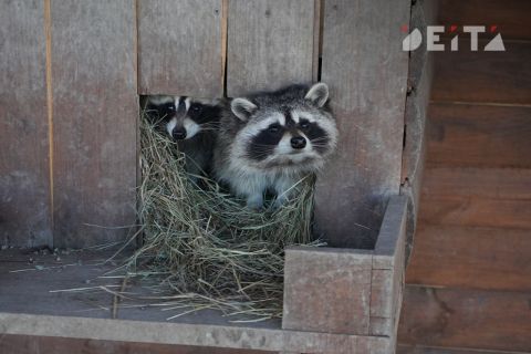 Цирки с животными могут запретить в России