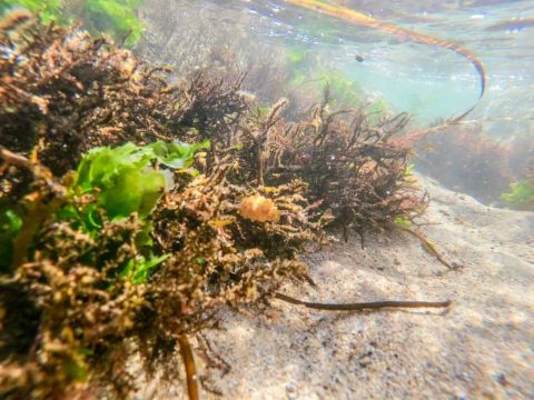 «Восточный Порт» высадил молодь трепанга в акваторию бухты Врангеля