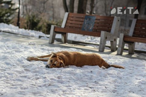 Стая собак напала на ученицу возле поселковой школы в Приморье