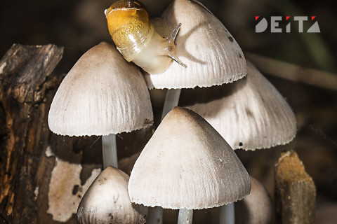 Миллион за мухомор: штраф за сбор грибов вводится в России