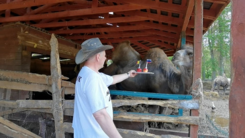 Кот за Бельгию, верблюд за Россию: мнения разделились