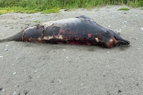 Неизвестную тварь выбросил шторм на сахалинский берег