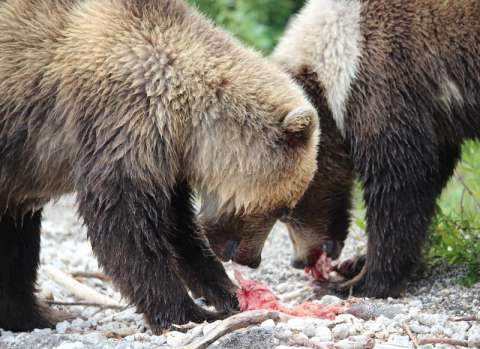 Россиянам запретили держать дома медведей