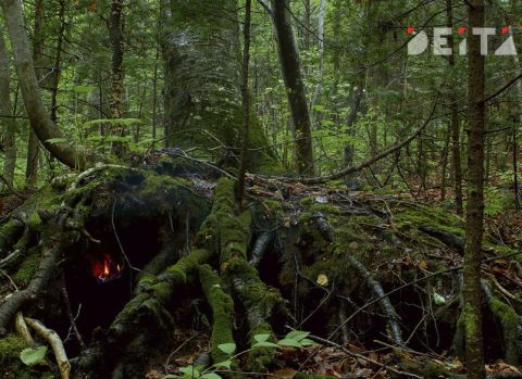 Сбор краснокнижных растений отправит в тюрьму 