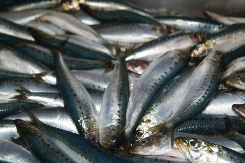 В правительстве не заметили дефицита минтая