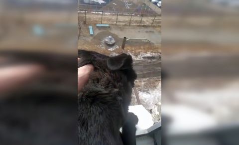 Вопиющий случай жестокости: во Владивостоке волонтеры забрали пса у живодера