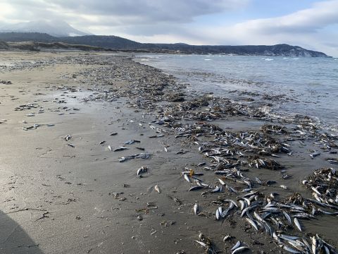 Причины выброса рыбы на берег назвали ученые