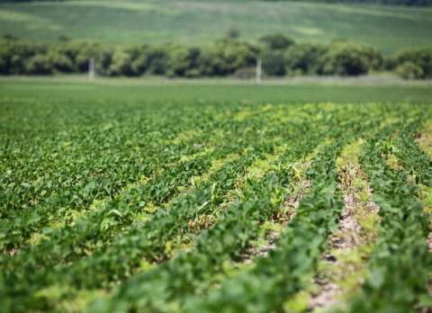 Россия накормит: Путин поручил ввести в оборот больше сельхозугодий