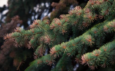 Волдыри и анафилактический шок: чем чреваты живые и искусственные ели