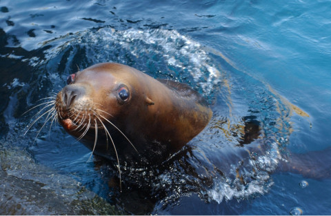 Защитить дальневосточных животных требуют россияне