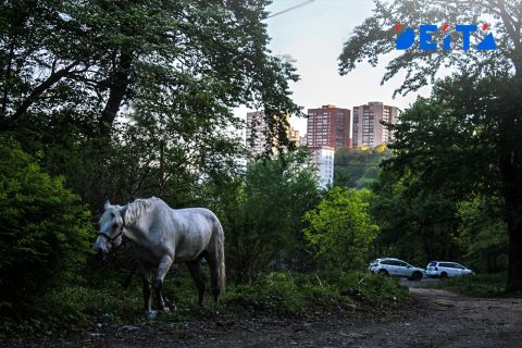 "Две лошадиные силы сбежали": необычное зрелище восхитило владивостокцев