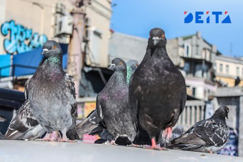 Прохладный день и ветреный вечер ожидаются сегодня в Приморье
