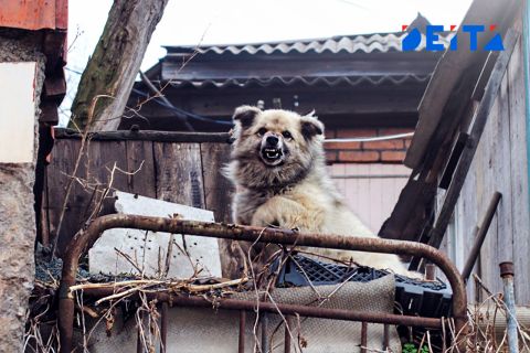 «Дикий лай»: мириться с соседским питомником не желают россияне