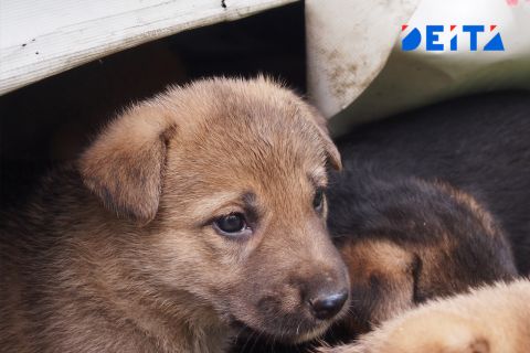 Приморцы пытаются победить неадекватную соседку-собачницу через полицию и Роспотребнадзор
