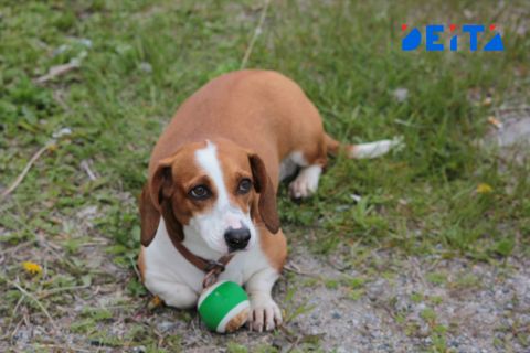 Содержание лохматых друзей дорожает в России 