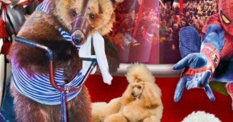 Минприроды выступило против запрета использования животных в цирках