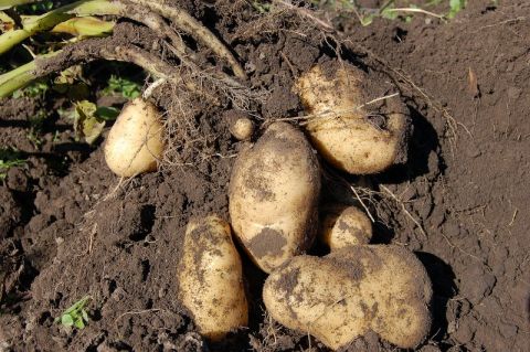 Картофельный союз рапортует: России грозит дефицит народного продукта
