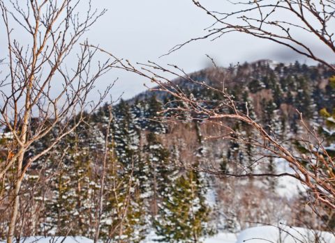 С разрешения Путина: в РФ могут дать добро на стройки в особых территориях