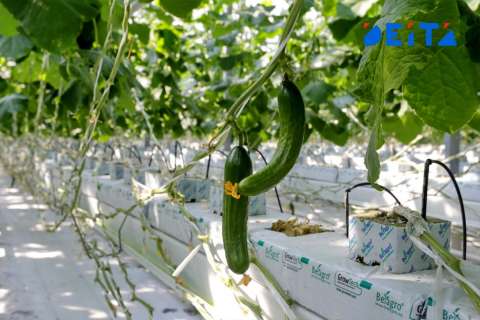 Дальневосточникам подкинут денег на огурцы