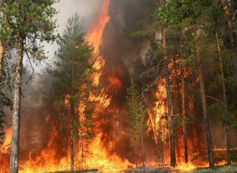 Площадь пожара в тайге на севере Приморья за сутки увеличилась втрое