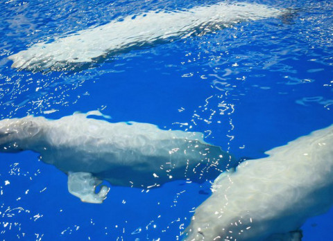 Бить китов и дельфинов запрещают в России