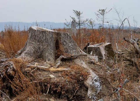 Арендаторам леса разрешат самим ловить "чёрных лесорубов"