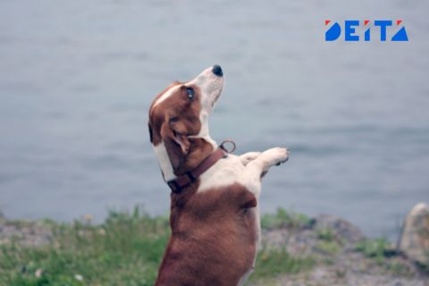 Школьников Владивостока приглашают познакомиться с профессией кинолога