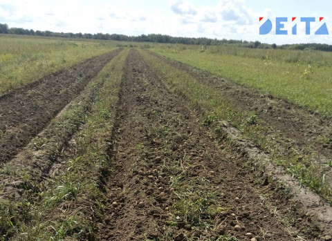 Тремя семейными фермами пополнится Приморье 