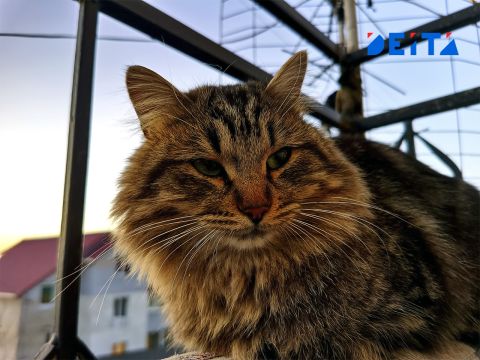 Украинские националисты добрались до котов из-за русского «мяу»