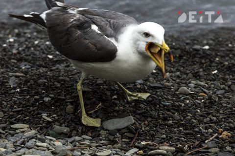 Утечку мазута в Керченском проливе назвали самой серьёзной экологической катастрофой века в РФ