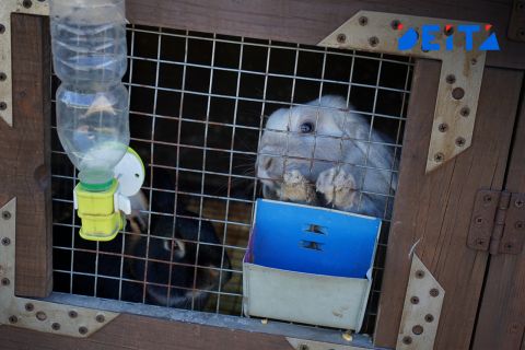Изымать животных у недобросовестных хозяев предложили в Госдуме