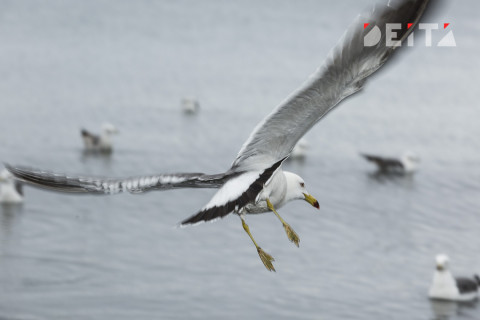 Предприятиям разрешат сбрасывать сточные воды в море