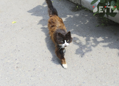 «Киньте в кусты, там и подохнет»: раненую кошку спасли от живодеров в Приморье