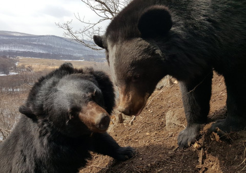 Толпы голодных медведей ждут подхода горбуши, пугая браконьеров
