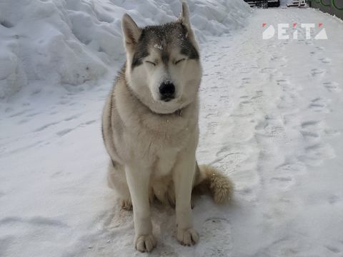 Назначение господдержки приютам для животных хотят сделать проще