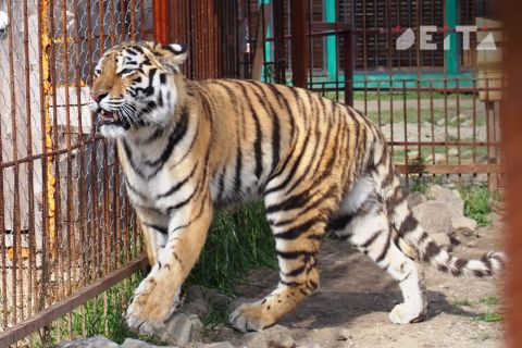 Четвёртого конфликтного тигра отловили в Приморье с начала года