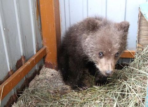 Медвежий вопрос поссорил Кабмин и общественность: убийство в спячке аморально