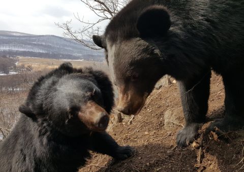Медвежонок пытался пробраться в сельскую школу в Приморье