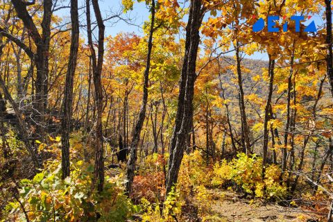 На Приморье идёт потепление без осадков