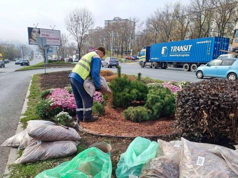 За год во Владивостоке появилось более 11 тысяч многолетних растений