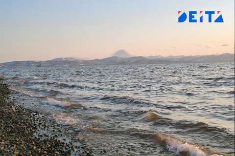 Очередную акулу заметили у берегов Приморья