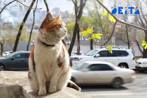 Российские коты обижаются на иностранный корм