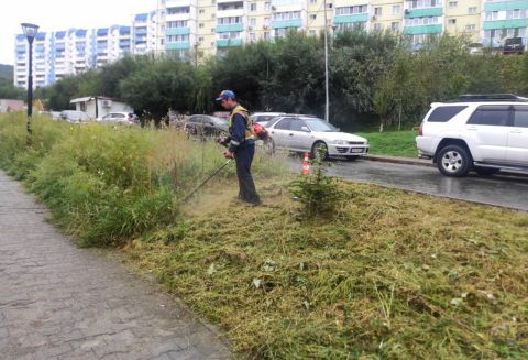 Растительность на улицах Владивостока ежедневно приводят в порядок