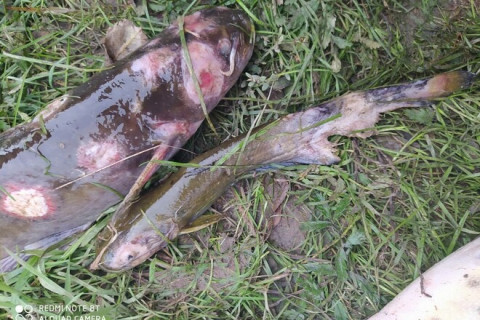 Рыба с язвами и коростами тревожит дальневосточных рыбаков